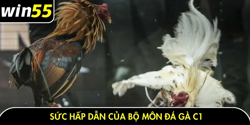 Sức hấp dẫn của bộ môn đá gà C1