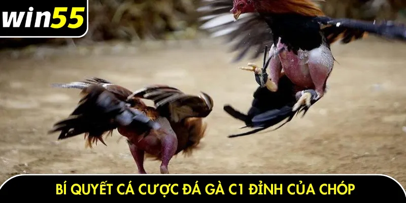 Bí quyết cá cược đá gà C1 đỉnh của chóp