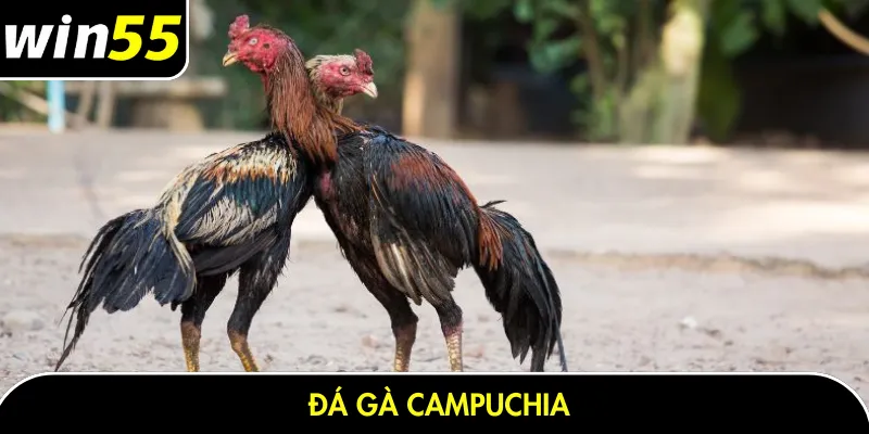 Đá gà Campuchia