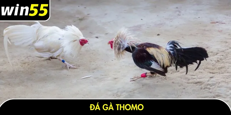 Đá gà thomo