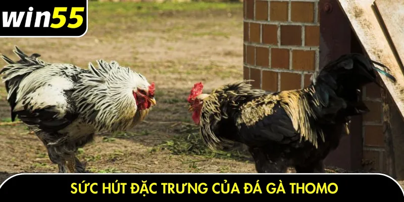 Sức hút đặc trưng của đá gà thomo