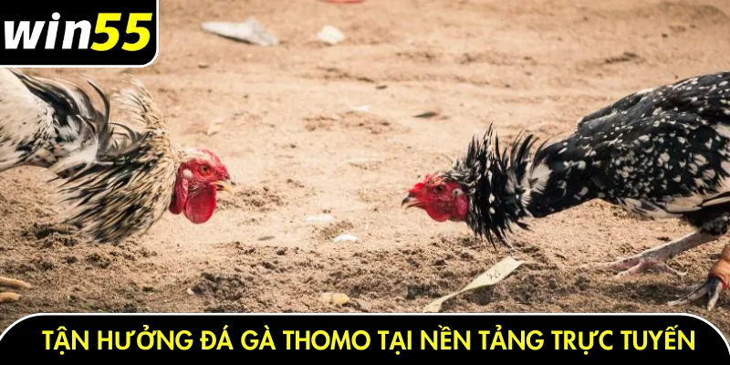 Tận hưởng đá gà thomo tại nền tảng trực tuyến